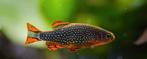 Rasbora galaxy (pareldanio) en vuurtetra, Dieren en Toebehoren, Vissen | Aquariumvissen, Zoetwatervis, Schoolvis, Vis