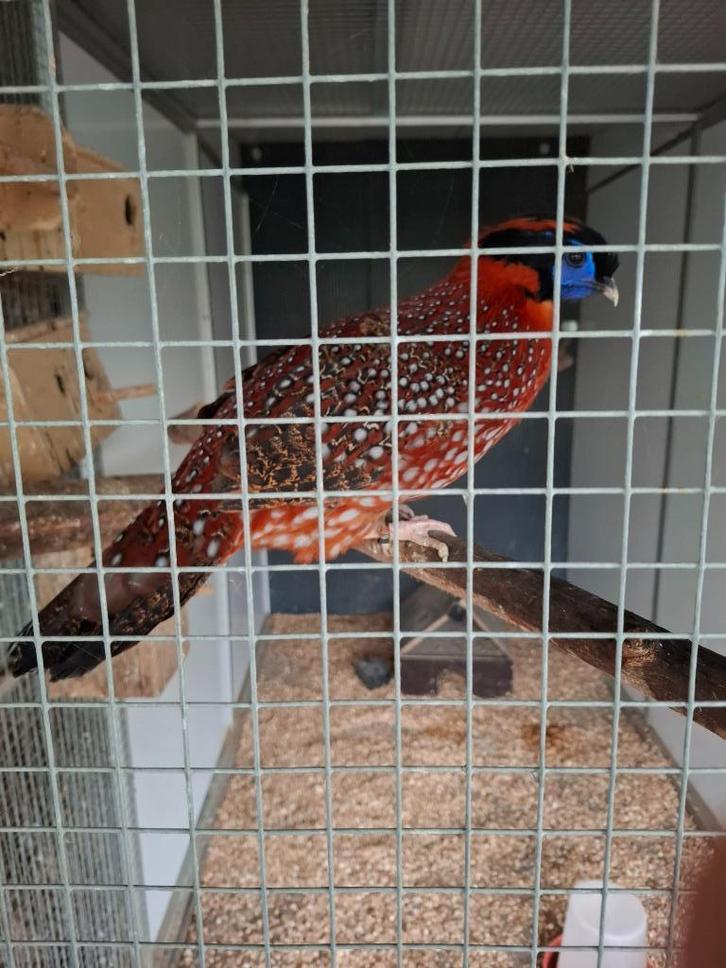 Temminck trapogaan haan, Dieren en Toebehoren, Pluimvee, Overige soorten, Mannelijk