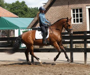 Stoere 14 jarige Allrounder  beschikbaar voor biedingen