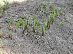 Lelietjes van Dalen, Ophalen, Zomer, Vaste plant, Bodembedekkers