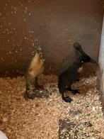 Jonge pulletjes, Dieren en Toebehoren, Pluimvee, Meerdere dieren