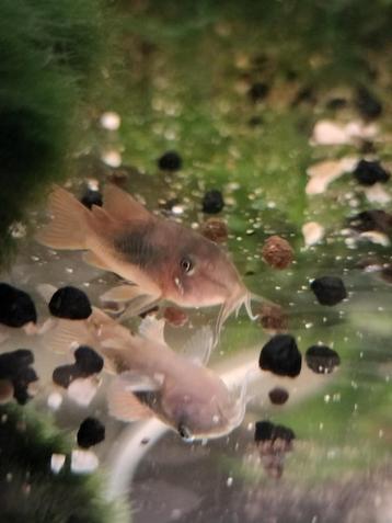 Osteogaster Aeneus (Corydoras) beschikbaar voor biedingen