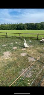 Ganzen, Dieren en Toebehoren, Pluimvee, Meerdere dieren, Gans of Zwaan