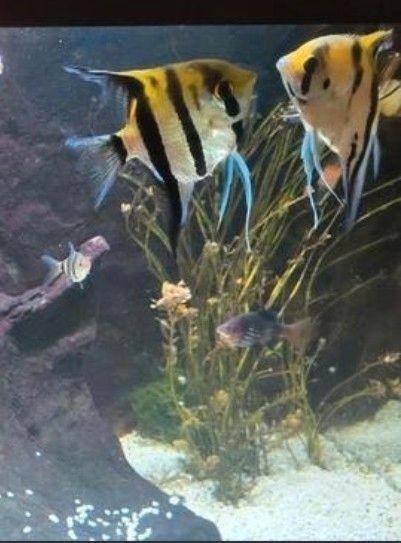 2 x Maanvis - schitterend aangeboden, Dieren en Toebehoren, Vissen | Aquariumvissen, Zoetwatervis, Vis
