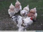 Grote Brahma haan!, Dieren en Toebehoren, Mannelijk, Kip