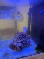 Zee aquarium. Kompleet met vis enzo., Dieren en Toebehoren, Vissen | Aquaria en Toebehoren, Ophalen, Zo goed als nieuw, Gevuld zeewateraquarium