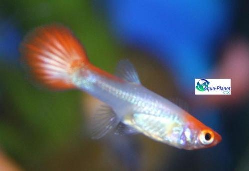 Guppy -  Koi Vrouwtjes, Dieren en Toebehoren, Vissen | Aquariumvissen, Zoetwatervis, Vis