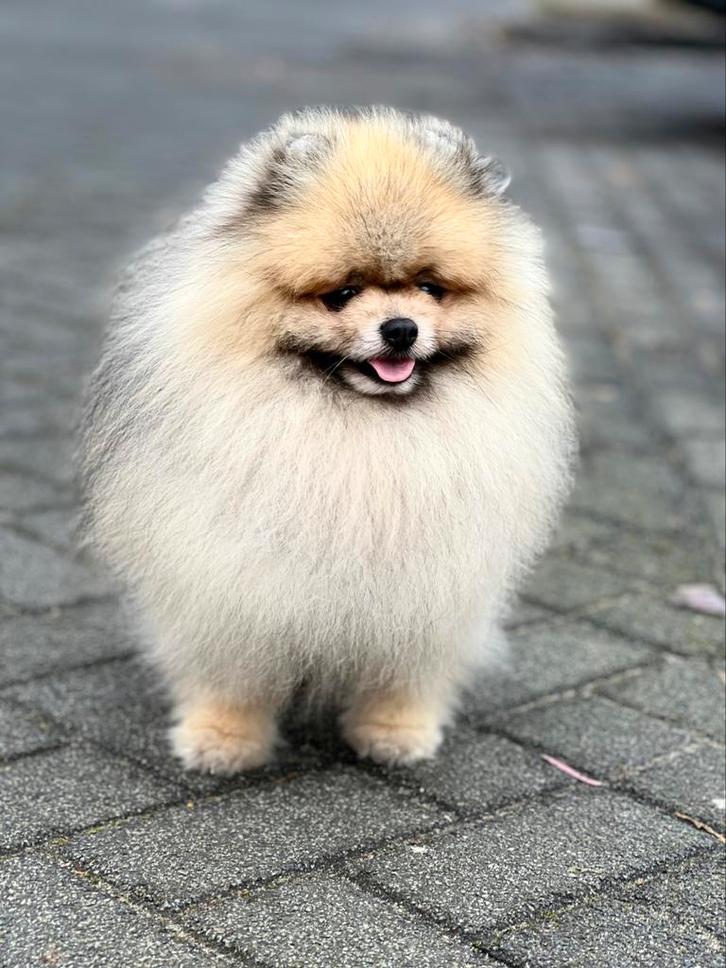 Pomeriaan dekreu pomeranian dek reu fci stamboom, Dieren en Toebehoren, Honden | Poolhonden, Keeshonden en Oertypen, Reu, Keeshond