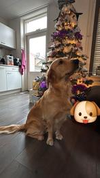 Golden retriever 2 jaar., Dieren en Toebehoren, Golden retriever, Rabiës (hondsdolheid), 1 tot 2 jaar, Teef