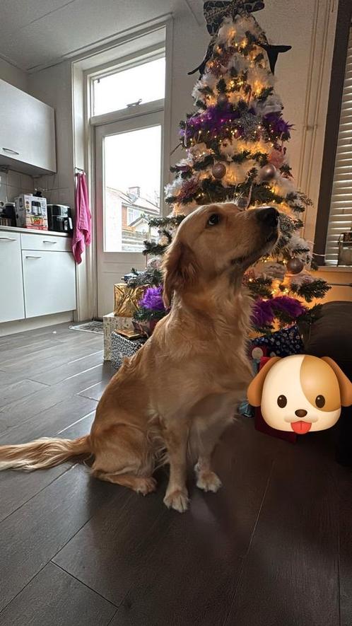 Golden retriever 2 jaar., Dieren en Toebehoren, Honden | Retrievers, Spaniëls en Waterhonden, Teef, Golden retriever, Particulier