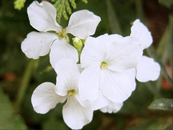 Zaden Judaspenning wit - Lunaria Annua Alba beschikbaar voor biedingen