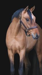 Zeer mooie valk, een extra bewegende duiste rijpony!, Dieren en Toebehoren, Pony's, Gechipt, Dressuurpony, Hengst, 3 tot 6 jaar