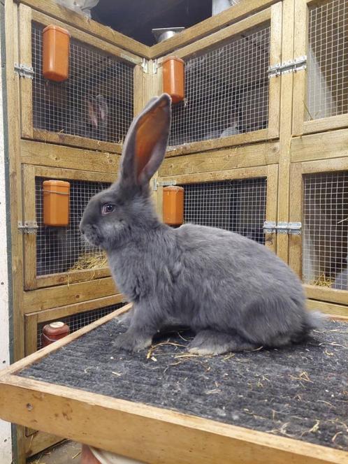Vlaamse reuzen blauw, Dieren en Toebehoren, Konijnen, Groot, Meerdere dieren, 0 tot 2 jaar