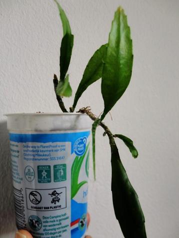 Baby rhipsalis plantje beschikbaar voor biedingen