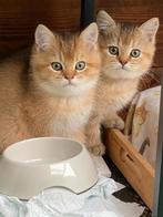 Britse korthaar Kittens, Dieren en Toebehoren, Kater, Ontwormd, 0 tot 2 jaar