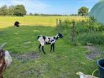 Nubische geiten, Dieren en Toebehoren, Schapen, Geiten en Varkens, Vrouwelijk, Geit