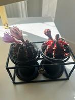 Roze cactussen met bloemen (echte planten), Ophalen, Overige soorten, Minder dan 100 cm