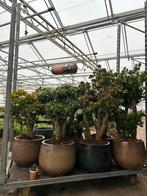 XXL Crassula Jade Plant in Sierpot, Ophalen, Vetplant, 100 tot 150 cm, In pot