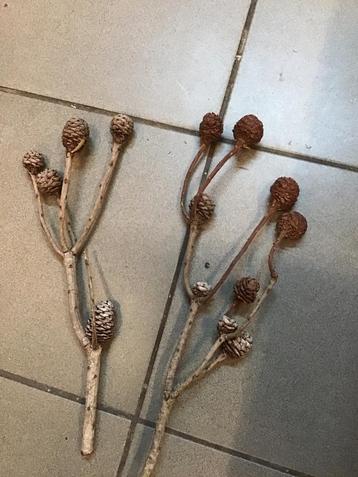 Takken met denappels beschikbaar voor biedingen