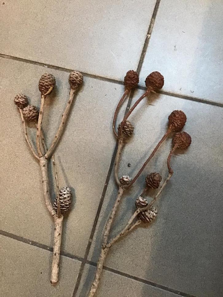 Takken met denappels, Tuin en Terras, Tuinstekers, Nieuw, Ophalen of Verzenden