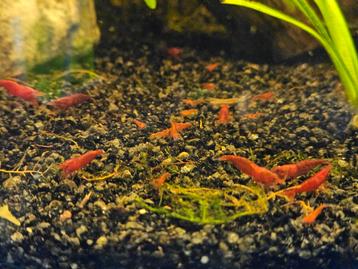 Jonge bloody mary garnalen beschikbaar voor biedingen