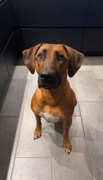 Herplaatsing Rhodesian Ridgeback, Rabiës (hondsdolheid), Reu, Eén hond, 3 tot 5 jaar