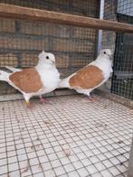 kweekkoppel Vlaanderse Smierel duiven, Dieren en Toebehoren, Meerdere dieren, Overige soorten
