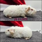 Skinnydrager zeugje, Dieren en Toebehoren, Cavia, Vrouwelijk, November, Tam
