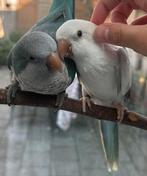 Twee muisparkieten zoeken een liefdevol nieuw thuis ️, Meerdere dieren, Papegaai, Pratend