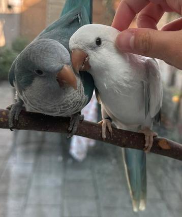 Twee muisparkieten zoeken een liefdevol nieuw thuis ️ beschikbaar voor biedingen