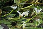Kaapse waterlelie - waterlelie - vijverplanten, Tuin en Terras, Vijvers, Ophalen
