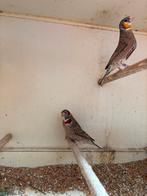 Bandvink roodband mannen, Mannelijk