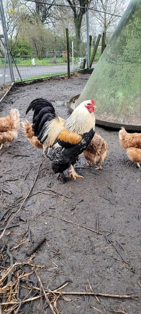 Super-vers LEGMEEL van Zeeuwse bodem.   56 ct./kg., Dieren en Toebehoren, Pluimvee, Kip, Meerdere dieren