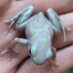 Dendrobates auratus 'Cahuita albino', Dieren en Toebehoren, Amfibie