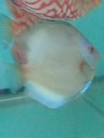 Bleu diamond discus, Dieren en Toebehoren, Vis