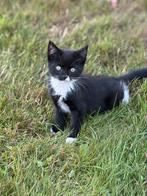 Mooie grijze en zwarte kittens, Dieren en Toebehoren, Katten en Kittens | Raskatten | Korthaar, Meerdere dieren