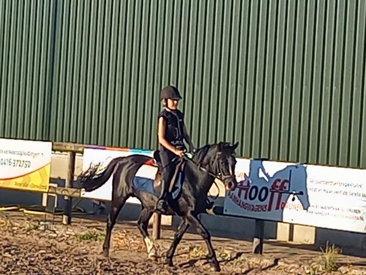 Kinder, gezelschapspony, merrie, Dieren en Toebehoren, Paarden, Merrie, Minder dan 160 cm, 11 jaar of ouder, Recreatiepaard, Met stamboom