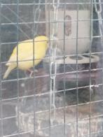 Te koop kanarie man geel, Dieren en Toebehoren, Vogels | Kanaries, Mannelijk, Kleurkanarie