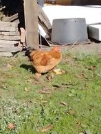 Gratis op te halen mooie jonge haan, Dieren en Toebehoren, Pluimvee, Mannelijk, Kip