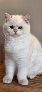 Golden point Britse Korthaar kitten, Dieren en Toebehoren, Katten en Kittens | Raskatten | Korthaar, Kater, Ontwormd
