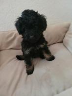 2 lieve maltipoo pups, Dieren en Toebehoren, Honden | Chihuahua's en Gezelschapshonden, Overige rassen, 8 tot 15 weken, Teef, Meerdere