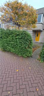 Thuya bommen gratis, Ophalen, Conifeer, Haag, 100 tot 250 cm