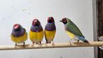 3-1 Gould amadine, Dieren en Toebehoren, Vogels | Overige Vogels, Meerdere dieren