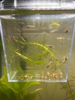 Baby guppy’s, Vis