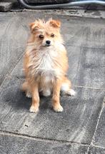 Jaxx zoekt een goud mandje, Dieren en Toebehoren, Honden | Chihuahua's en Gezelschapshonden, 15 weken tot 1 jaar, Eén hond, Nederland