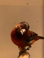 Koppel bastaard Kapoetsensijs F1, Dieren en Toebehoren, Meerdere dieren, Wildzangvogel, Geringd