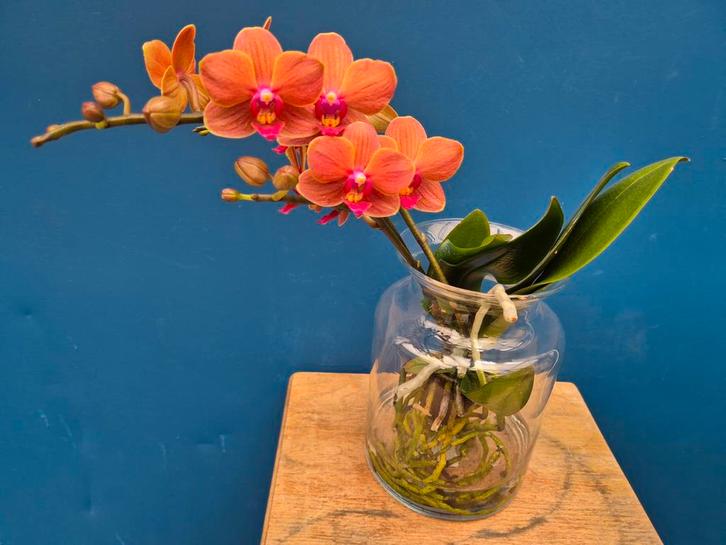Orchidee Phalaenopsis Roots in glas (5), Huis en Inrichting, Kamerplanten, Minder dan 100 cm, Volle zon, Ophalen of Verzenden