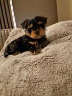 Mooie kleinblijvende raszuivere yorkshire terriër pups, Yorkshire Terriër, Rabiës (hondsdolheid), 8 tot 15 weken, Meerdere