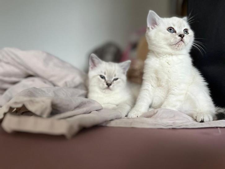 2 lieve Britse Korthaar zoeken nog een liefdevol nestje, Dieren en Toebehoren, Katten en Kittens | Overige Katten, Poes