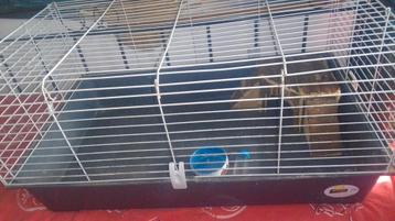 Konijnen of cavia kooi beschikbaar voor biedingen